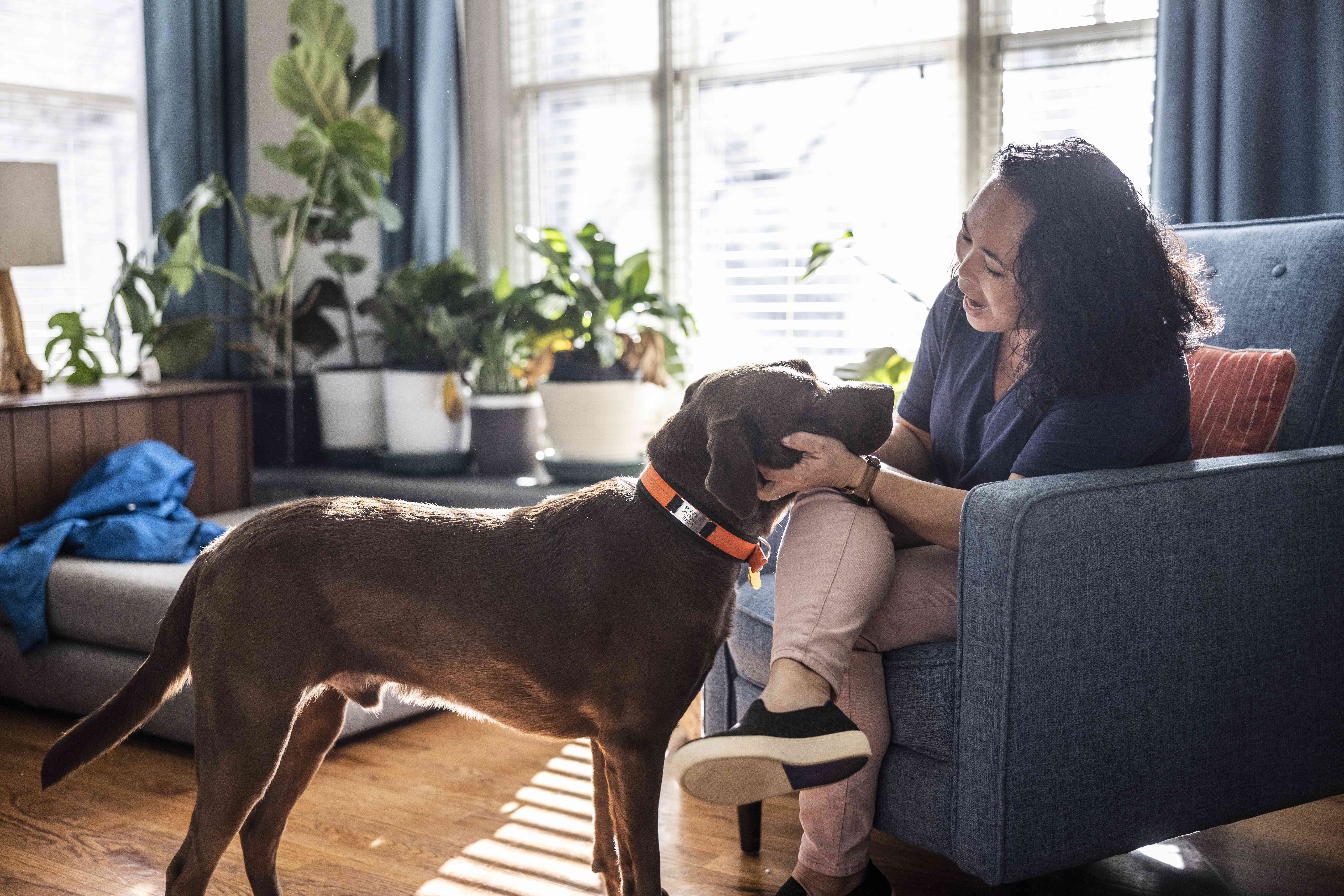 A seated woman gently grasps a brown labrador retriever's jowls. The woman is smiling and seems relaxed and at ease. Potted plants rest on a bench in front of a sunlit window.