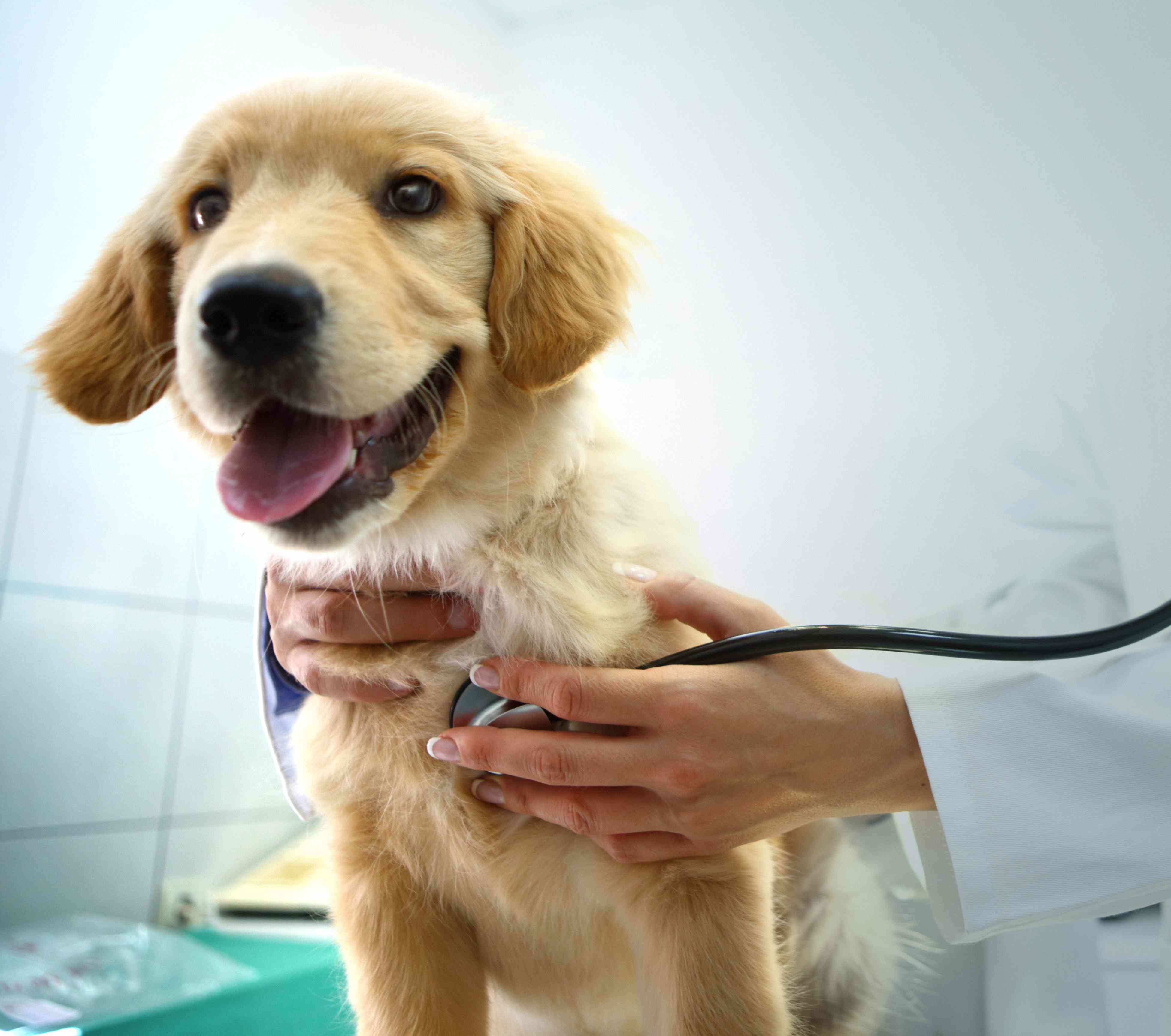 veterinarian's hand holding stethoscope to golden retriever puppy 