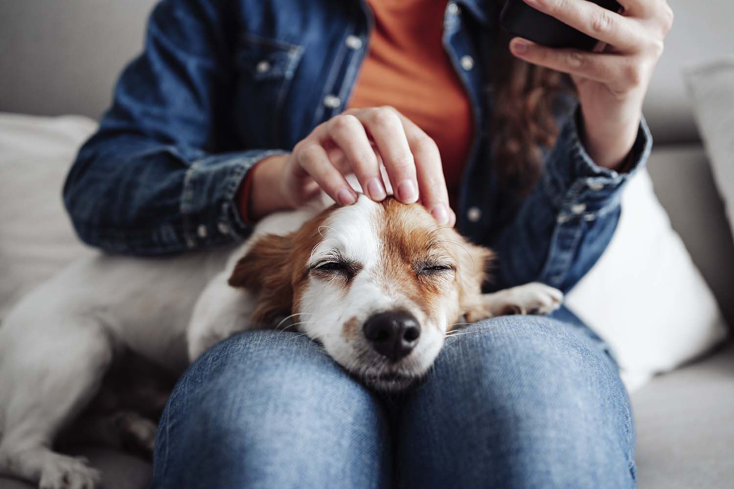 Dog lying on woman's lap at home pet insurance