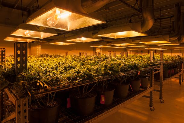 Cannabis plants growing under artificial light, in organic Marijuana farm.